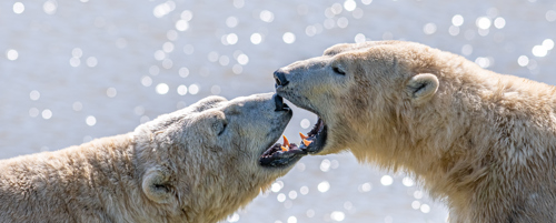 2023 05 03 2023 Project Polar 1 119 Dr Ywp