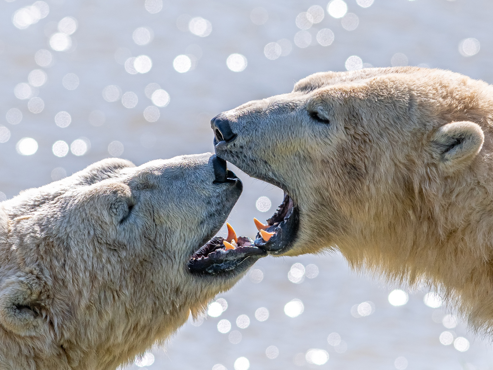 2023 05 03 2023 Project Polar 1 119 Dr Ywp