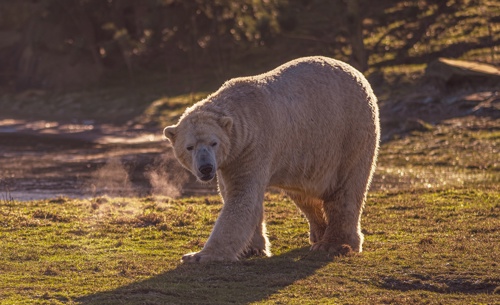 2024 Project Polar 1 Dr Ywp 161