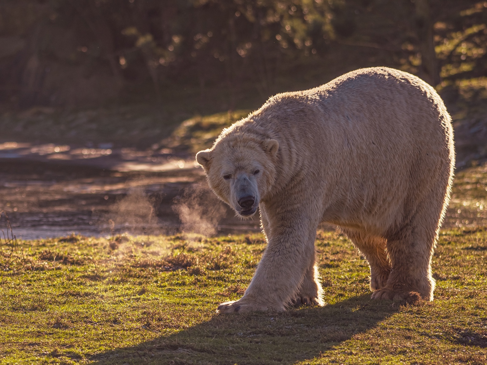 2024 Project Polar 1 Dr Ywp 161