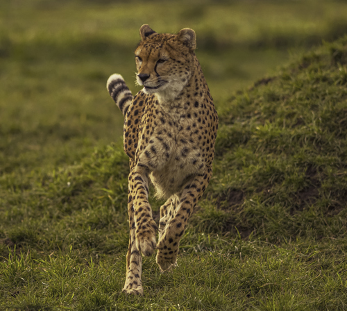 2025 Cheetah Territory Dr Ywp 13