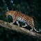 Amur Leopard (CR. Sebastian Chambers)