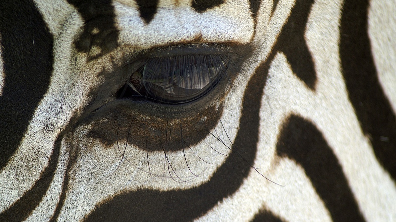 Zebra 84073 1280