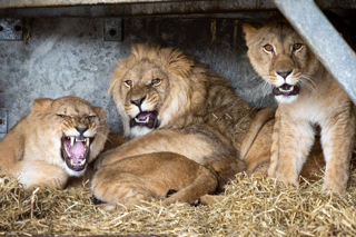 ACP MDM210324ZOO 47