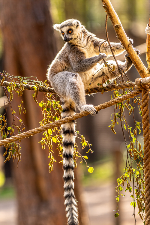 2022 11 03 2022Ring Tailed Lemur 15 Dr Ywp