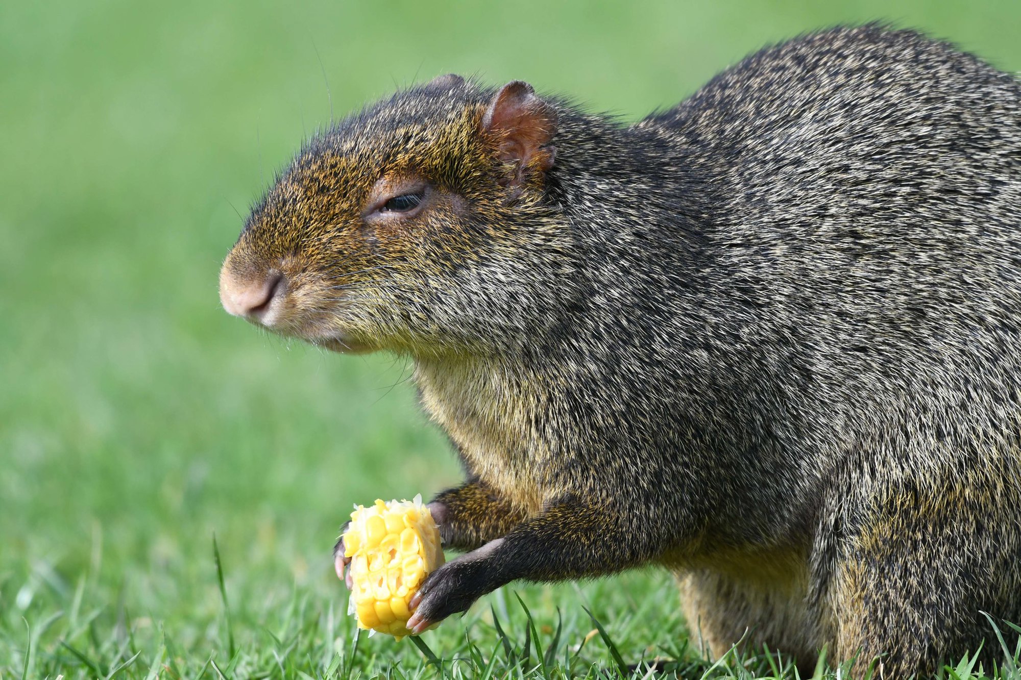 Agouti at Yorkshire Wildlife Park