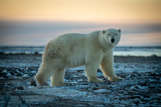 Adobestock 480582385