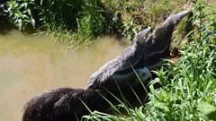 Giant Anteaters Swimming (CR. Bob and Shirley Kerr)