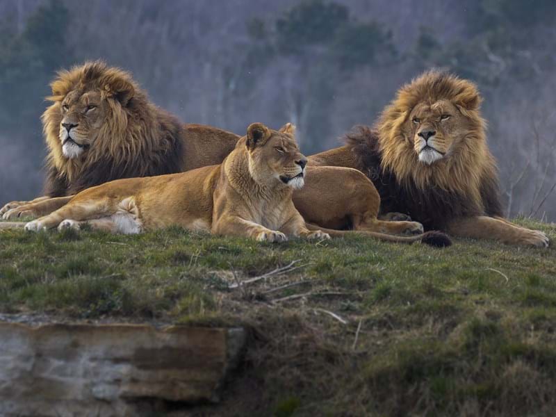 African Lion Pride (CR. Mark J D)