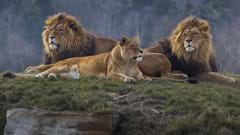African Lion Pride (CR. Mark J D)