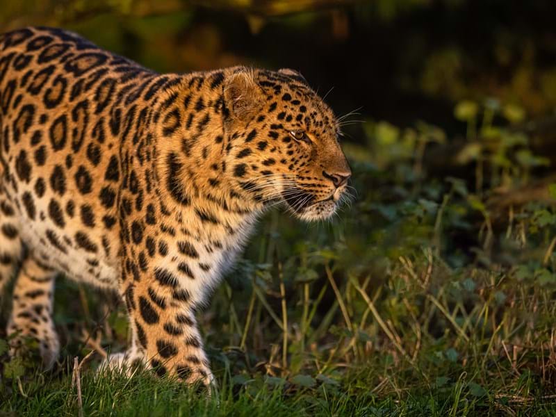 Drake the Amur Leopard (CR. David Roberts)