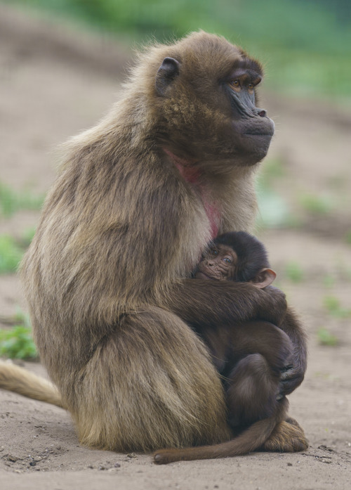 YWP Gelada 005