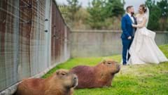Capybara and Bride and Groom