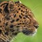 Leopard L (CR.David Roberts)