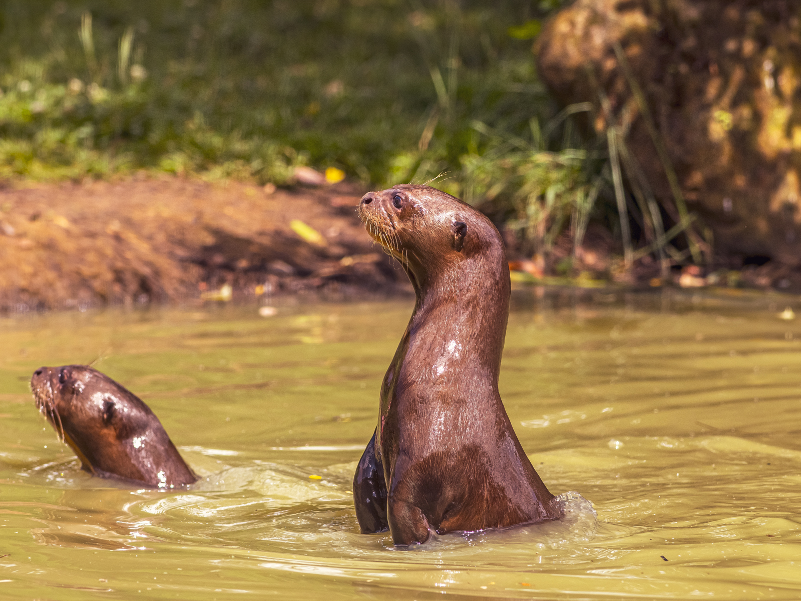 2023 07 26 2023 Giant Otters 60 Dr Ywp