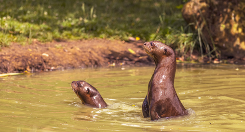 2023 07 26 2023 Giant Otters 60 Dr Ywp