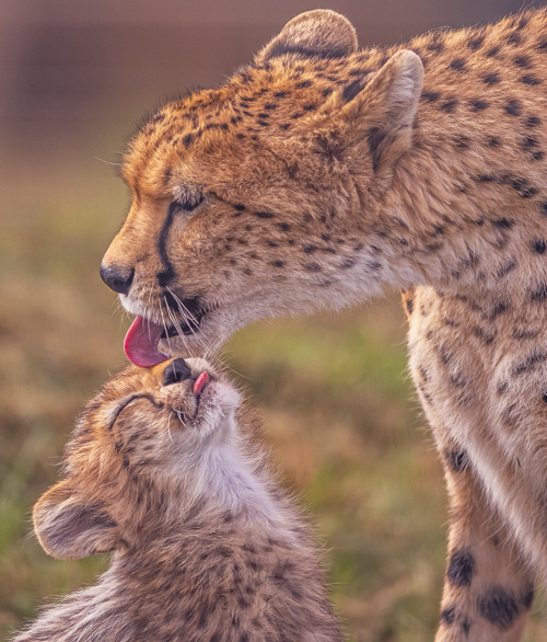 2024 Cheetah Territory Dr Ywp 152