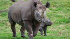 Yorkshire Wildlife Park Rhino 012