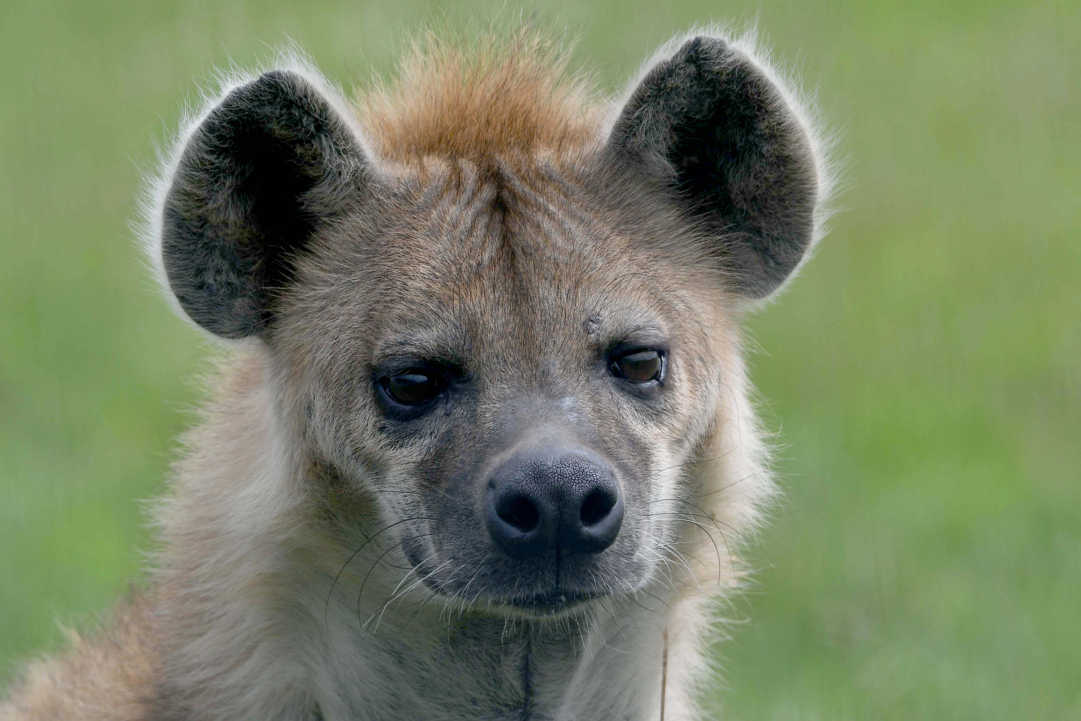 Hyena at Yorkshire Wildlife Park