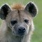 Spotted Hyena (2)