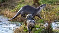 Smooth Coated Otters (CR. David Roberts)