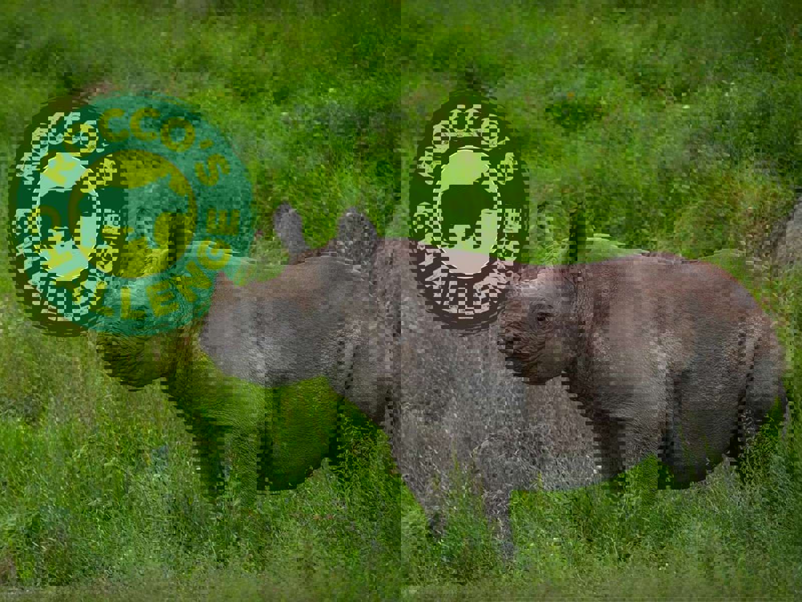 Roccos Challenge Carousel Version 3