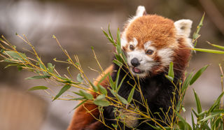 2023 03 09 2023 Red Panda 1 Dr Ywp