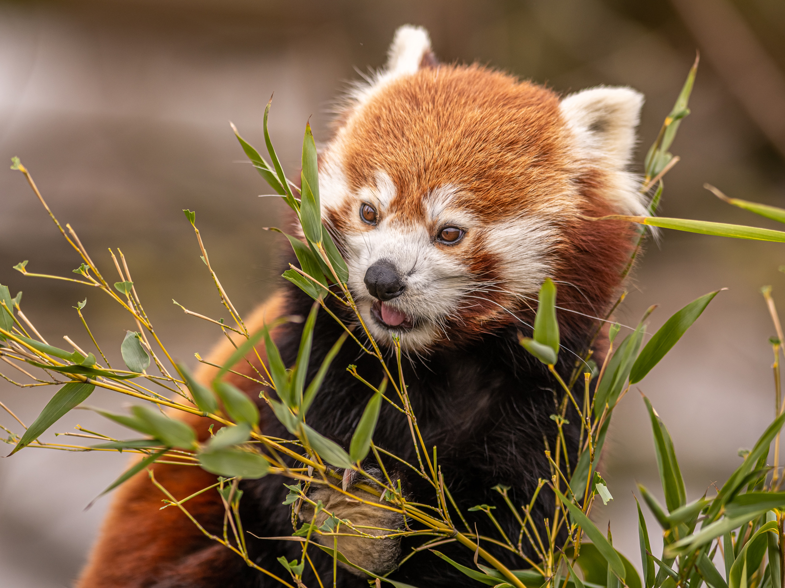 2023 03 09 2023 Red Panda 1 Dr Ywp