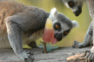 Ringtail Lemur Close Up, Licking Ice Lolly (1)