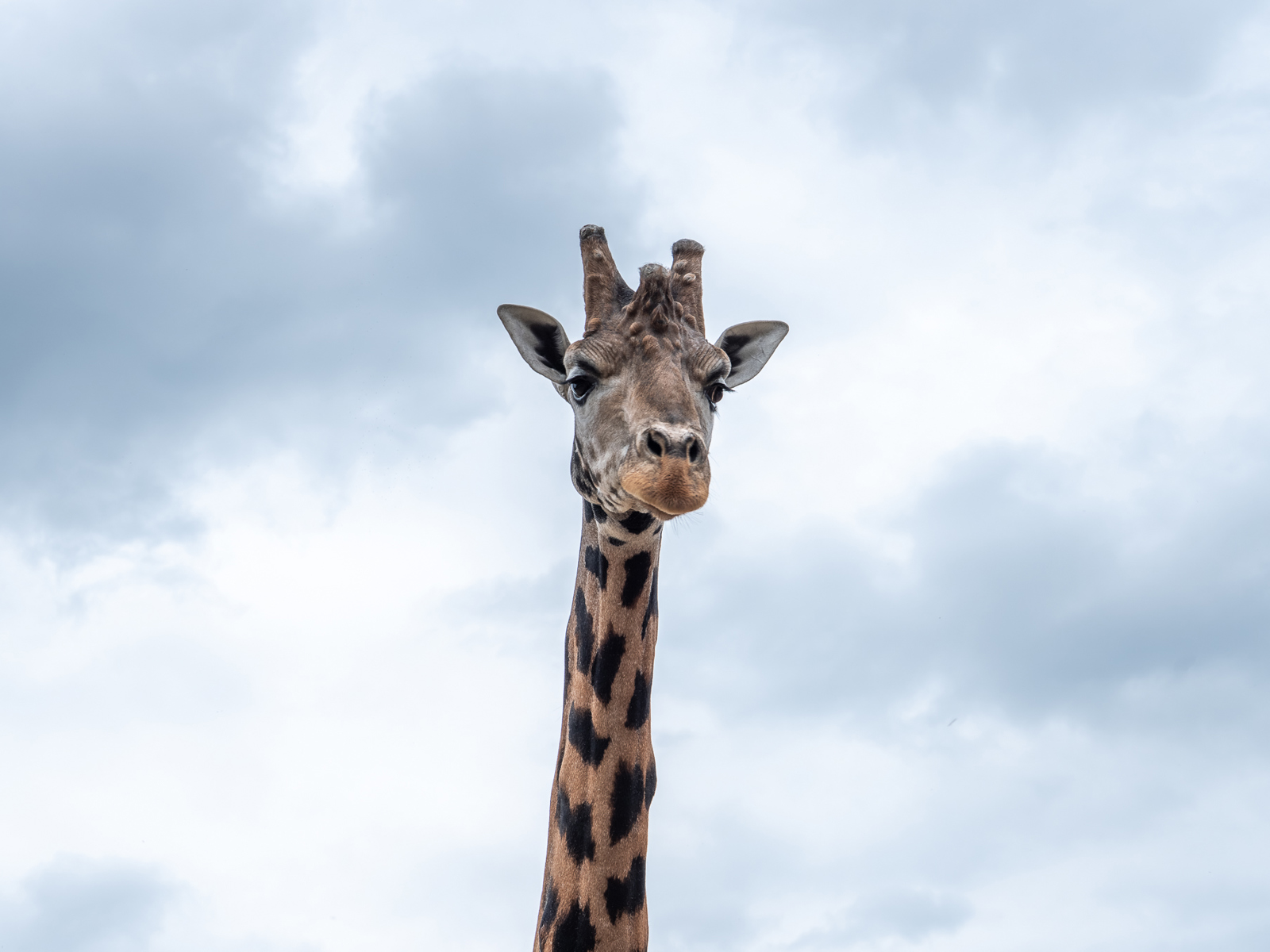New Giraffe Setanta Arrival 8