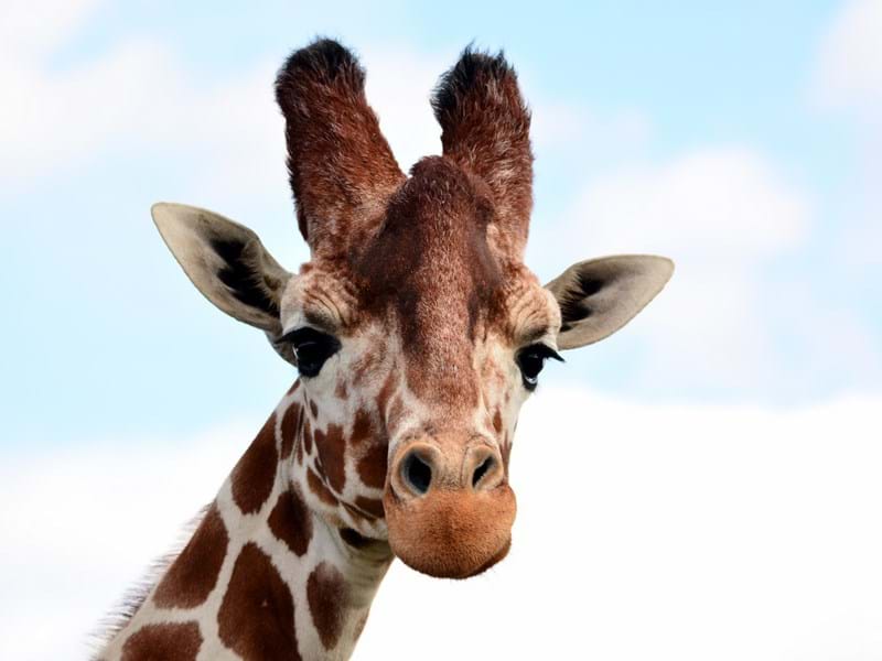 Giraffe(CR. Peter Williams)