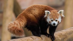 Red Panda (CR. Sue Launders)