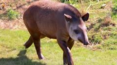 Lowland Tapir (6)