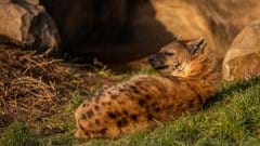 Spotted Hyena relaxing