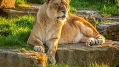 African Lioness At Sunset (CR. Sally Johnston)