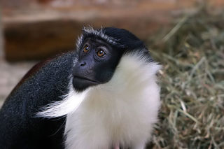 Rolowaymeerkatze 6275