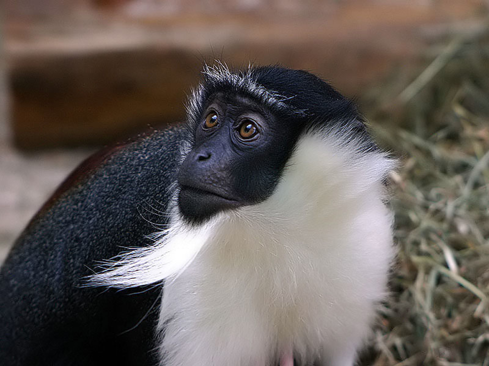 Rolowaymeerkatze 6275