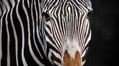 Grevy's Zebra (CR. Liam Tattersall)