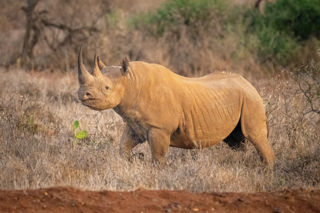 Adobestock 534439545