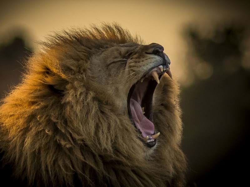 Yorkshire Wildlife Park African Lion Roar (CR. David Roberts)