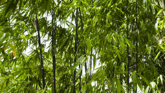 Black Bamboo (Phyllostachys Nigra)