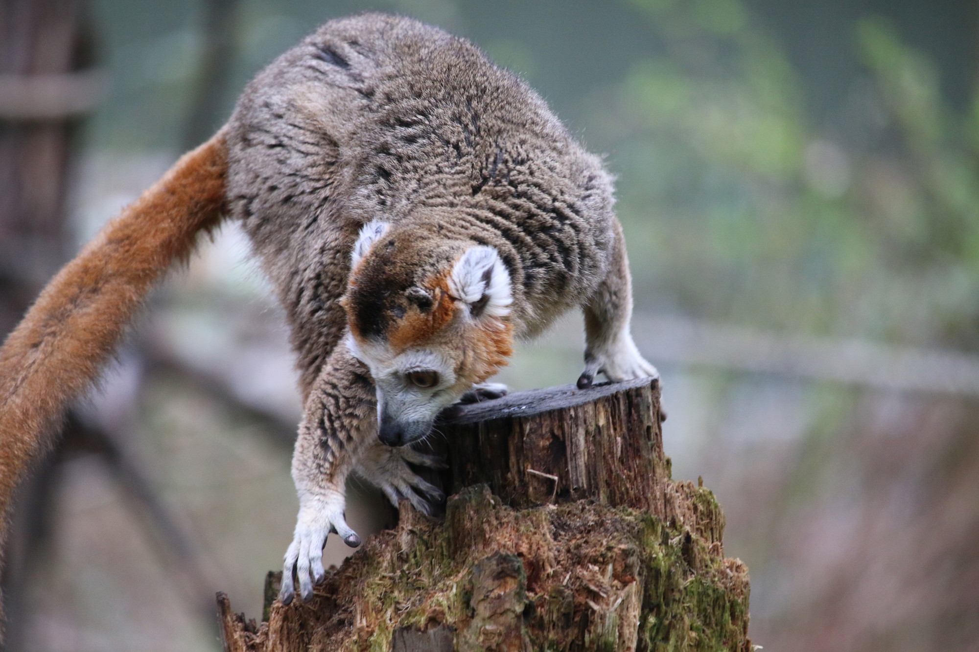 Crowned Lemurs arrive at Yorkshire Wildlife Park!
