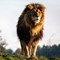 African Lion at YWP (CR. Sam Jones)