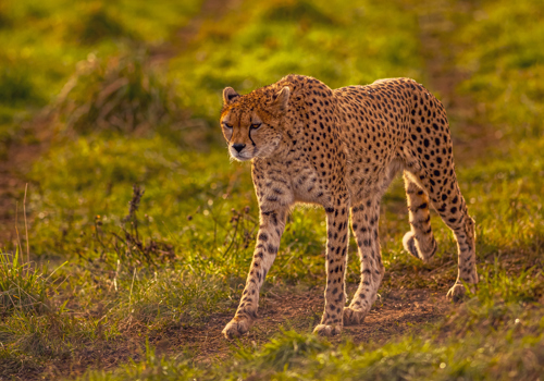 2024 Cheetah Territory Dr Ywp 22