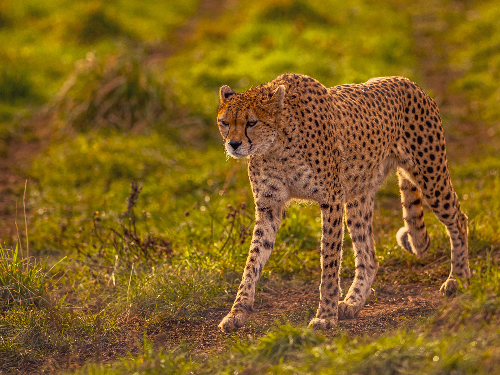 2024 Cheetah Territory Dr Ywp 22