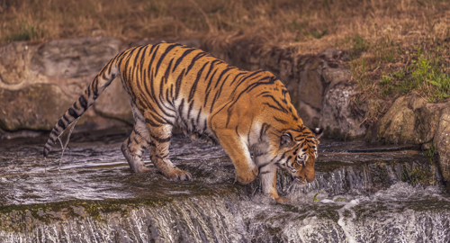 2022 08 22 2022Land Of The Tiger 77 Dr Ywp