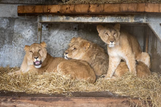 ACP MDM210324ZOO 70