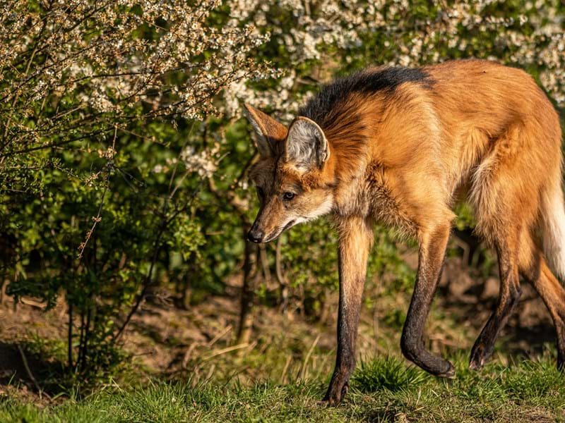 Maned Wolf On The Prowl (1)