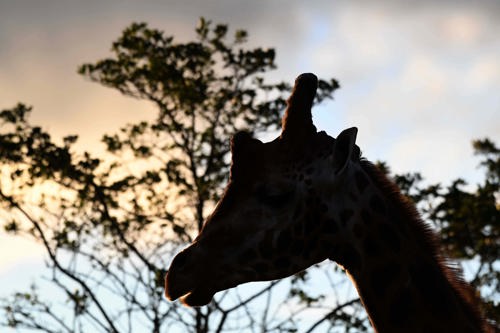 Giraffe Sunset Silhouet