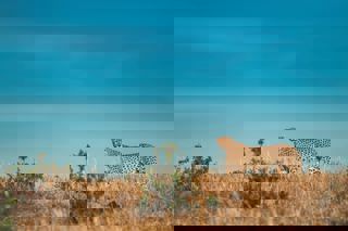 Keyur Nandaniya 7Zbwyxfwlqu Unsplash